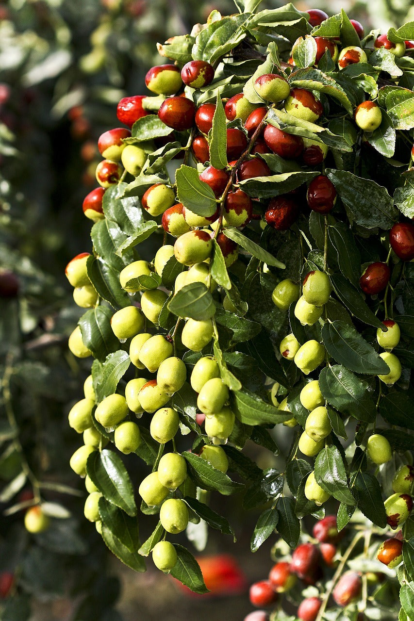Sidr : l’arbre noble aux vertus ancestrales