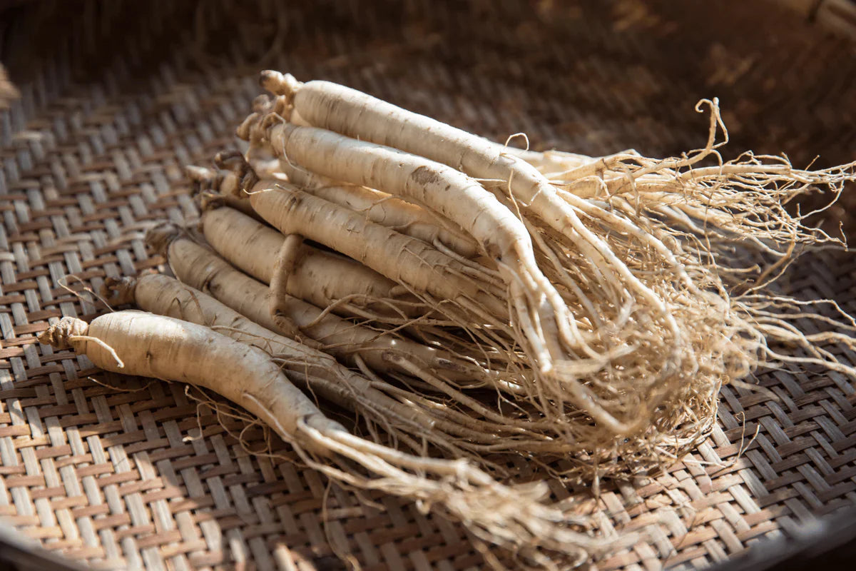 Ginseng : la racine légendaire qui stimule corps et esprit